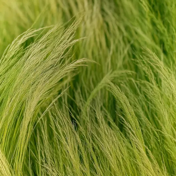 Soft green grass artwork for the Relaxed Piano track
